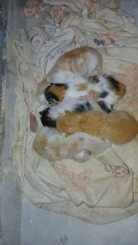 gatos abandonados