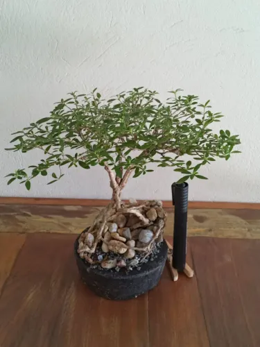 Bonsai de Jardim