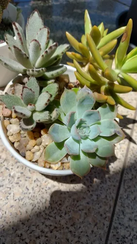 Arranjo de Plantas Suculentas (3 Espécies)