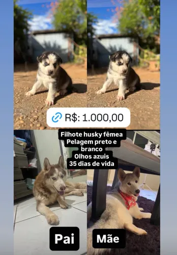Vende-se Husky