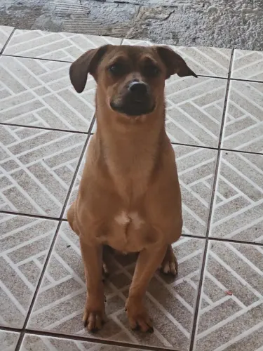Adoção responsável