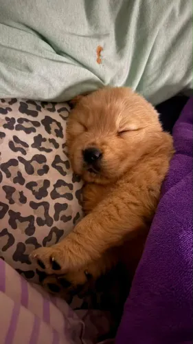 Seu Novo Melhor Amigo é um Golden Retriever