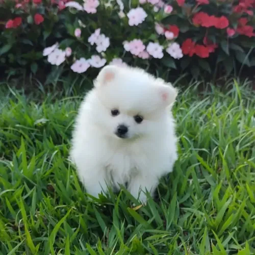 Spitz alemão Um novo integrante perfeito para sua casa