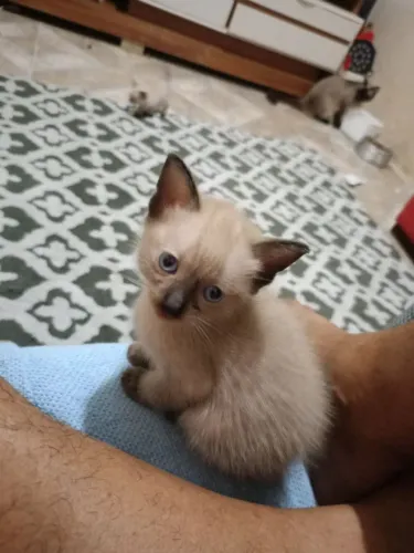 Filhotes de gatos