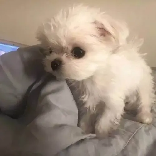 Filhote Maltês, Nada se compara ao amor sincero de um cachorrinho!