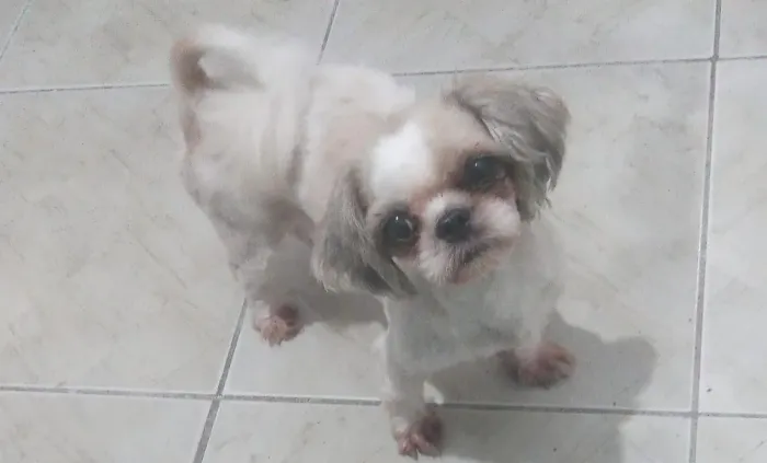 Procurasse um macho para cruzar com a minha femea 
