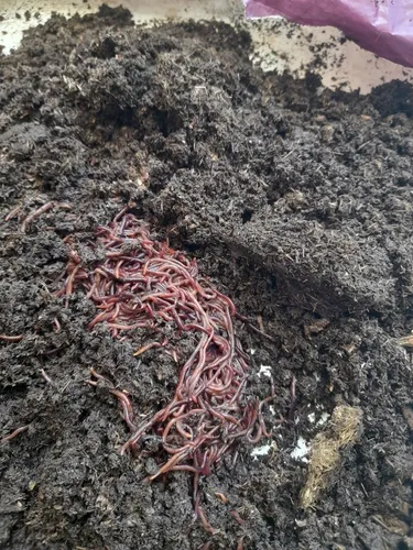 Minhoca californiana.produtoras de adubo..........