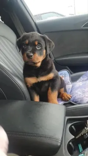 Rotwailler filhotes ama um passeio de carro 