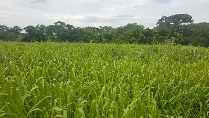 Permuta Por Caminhao Caçamba....Fazendinha Com Estrutura Pra Pecuaria E Agricultura....