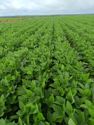 Fazenda de arrendamento 2.000hec em.paranatinga MT. Argila 30%