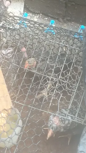 Frangos pescoço pelado