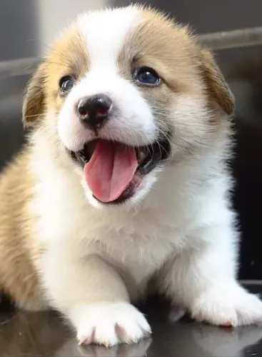 Lindos filhotes de Corgi prontos para alegrar o novo lar! 