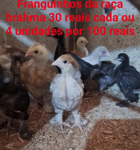 Algumas aves domésticas disponíveis para venda