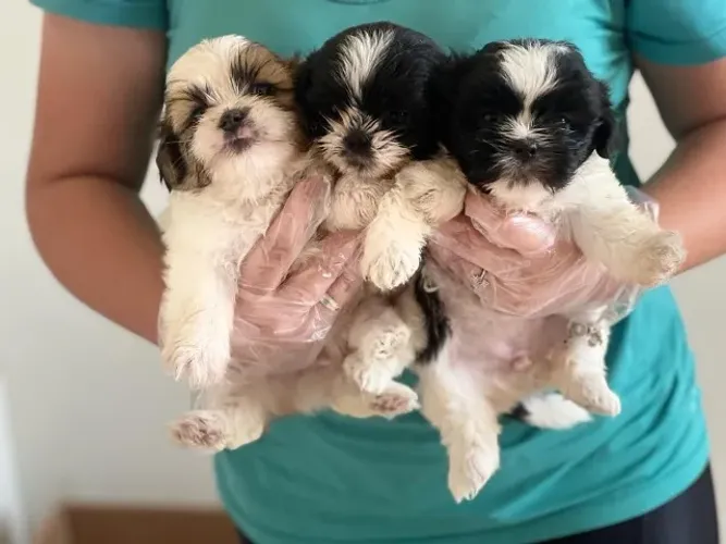 Shih Tzu: Fofura e Companhia para Toda a Família!