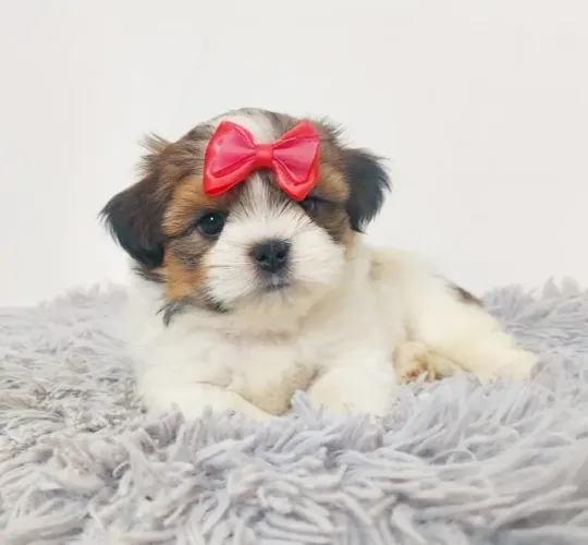 ?O Papai Noel caprichou: mandou um Lhasa cheio de charme!? ?
