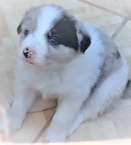 Border collie venda se emocionar 