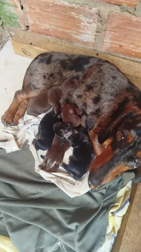 Dachshund - Salsisha (Macho)