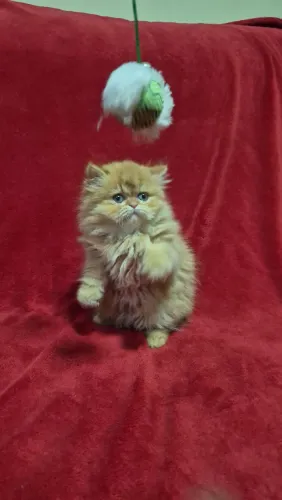 Persa mais lindinho e perfeitos