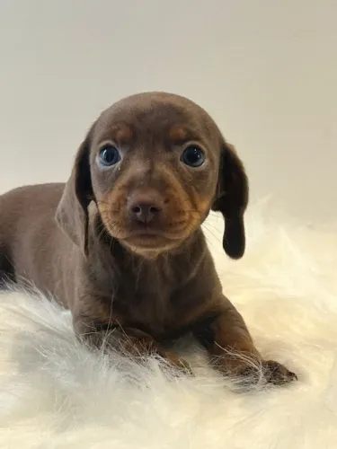 Filhote de Dachshund Marrom