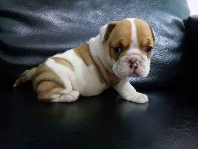 A Nobreza do Bulldog Inglês