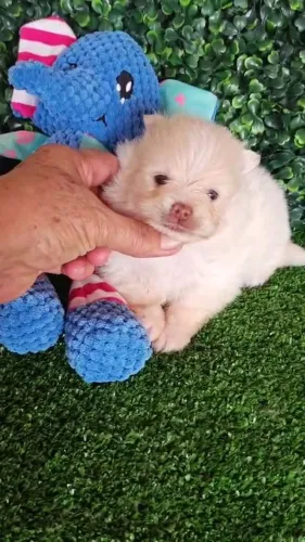 Spitz Alemão machinho super charmoso! 45 dias