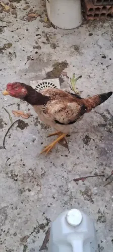 Galinhas índias linhagem Rinoceronte Motosserra Gilete 