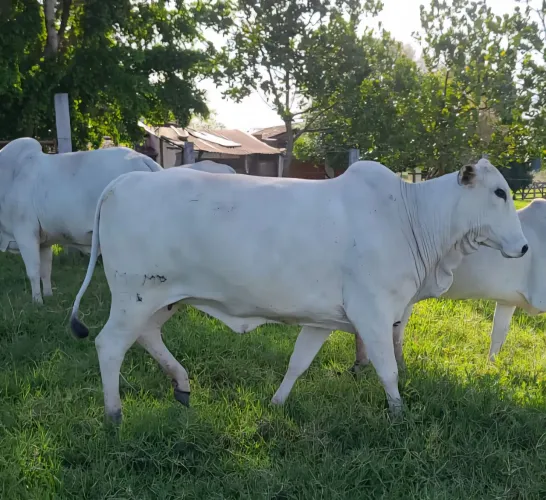 Vacas Nelore Mocho PO