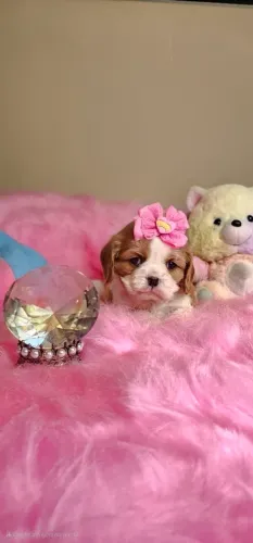 Cavalier Femea Top linda