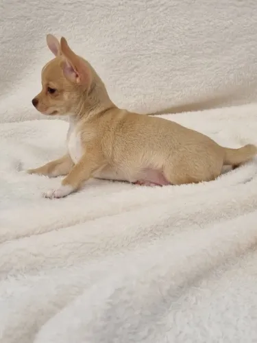 Chihuahua machinho com 55 dias na cor caramelo vacinado e com pedigree- Alberto