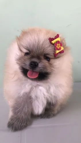Vendo lulu da Pomerânia 