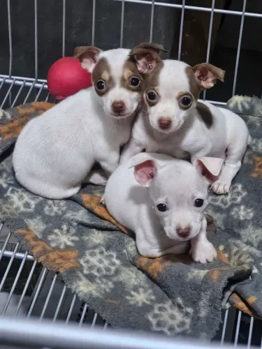 Pinscher 0/1 femeas