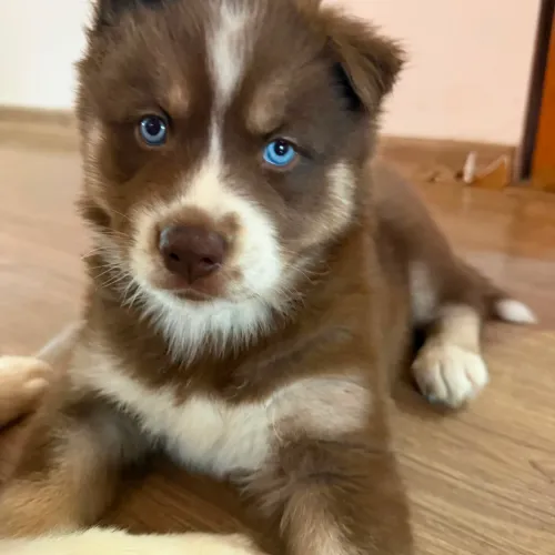 Filhote de husky 