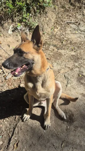 DOAÇÃO pastor belga malinois macho