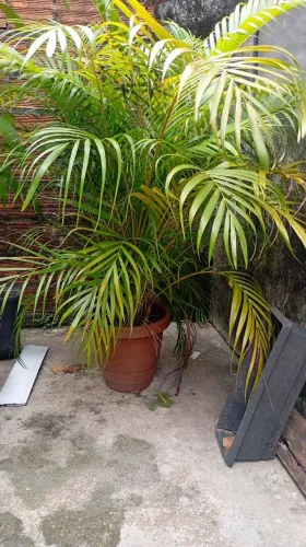 Plantas
