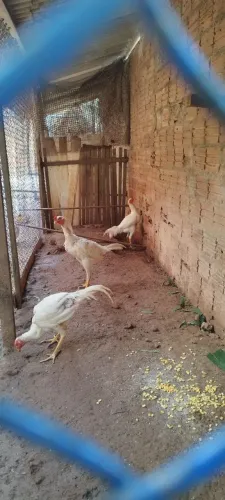Vendo frango 