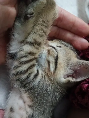 Gatinha para adoção