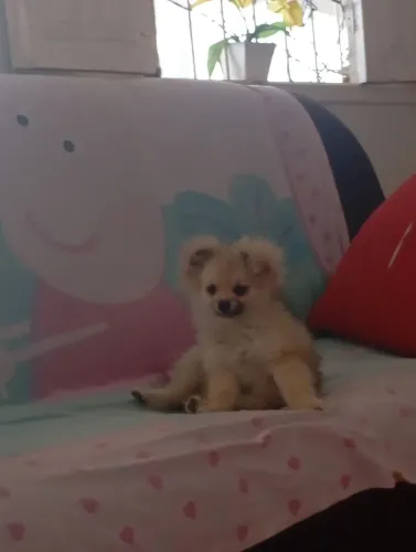 Spitz alemão fêmea com 4 meses está na troca de pelos 