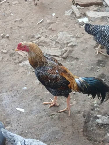 Galo