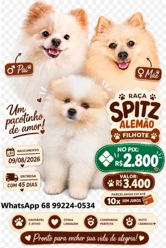 Filhote Spitz Alemão