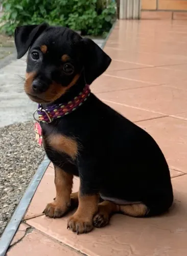 Pinscher ideal para companhia