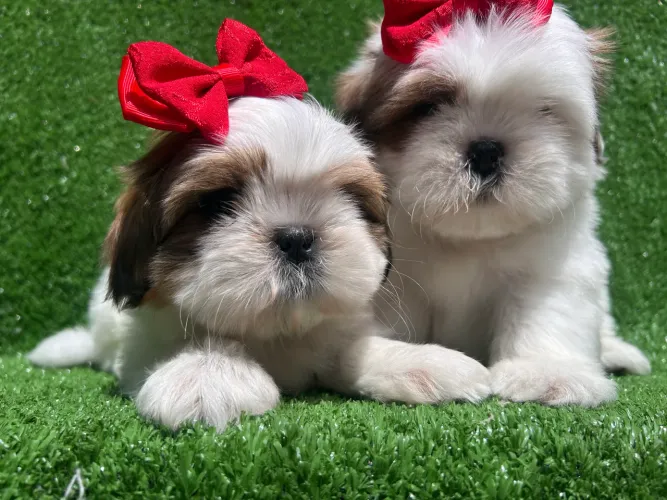 Lindos é maravilhoso