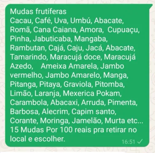 Promoção 15 Mudas frutíferas por 100 reais 