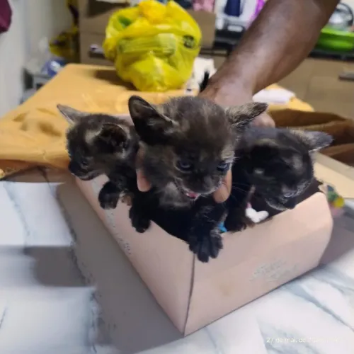 DOAÇÃO DE GATINHOS