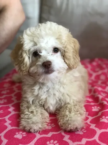 Filhotes de Poodle - Criados em Ambiente Familiar com Muito Amor
