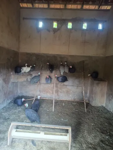 Ovos de Angola raça Francesa Gigante