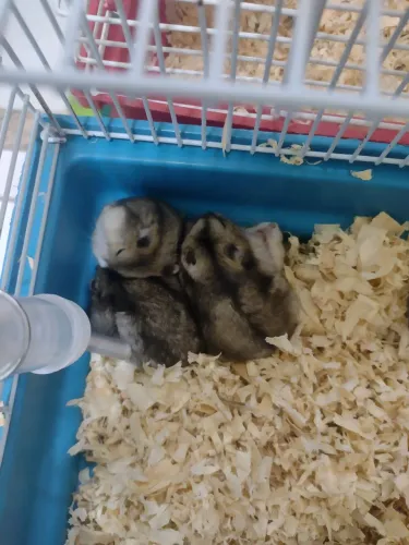 Hamster anão russo 