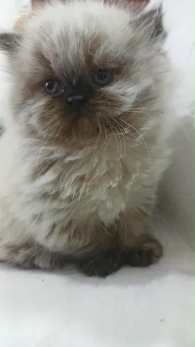 persa machinho himalaio