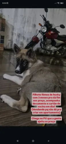 Filho de husky com 3 meses pra vender, vai documento, documento e cartão de vacina em dia