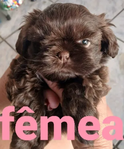 Shih tzu