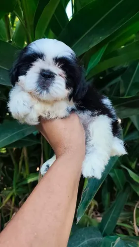 Macjo de shihtzu a pronta entrega